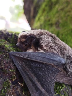Vespertilio murinus